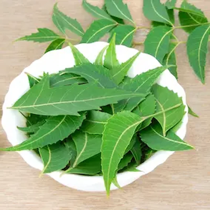 Moringa Pine Bark Extract — ingredient in NeuroPrime